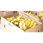 Organic Fresh Ugandan Apple Banana ( Baby Banana)