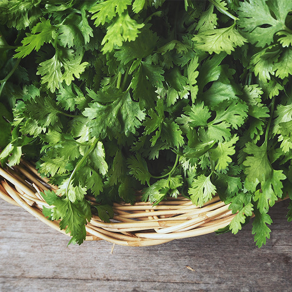 Coriander