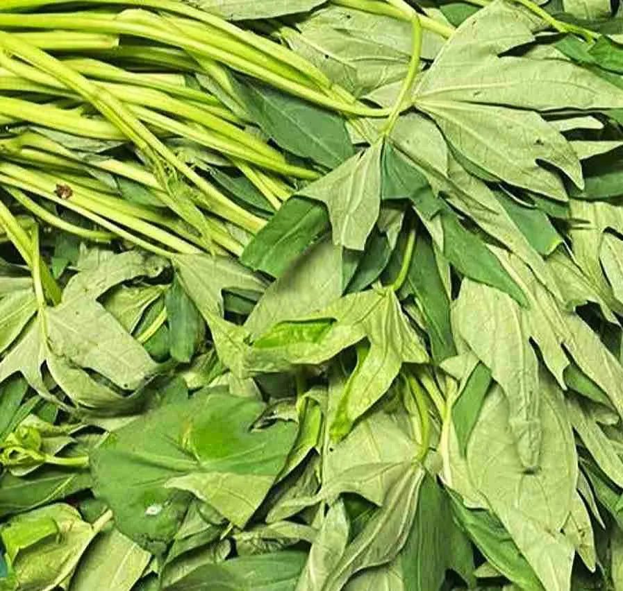 Matembele (Sweet Potato Leaves) – Fresh Basket of 24