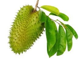 Soursop , Fresh Organic Soursop Fruits (Guanábana )