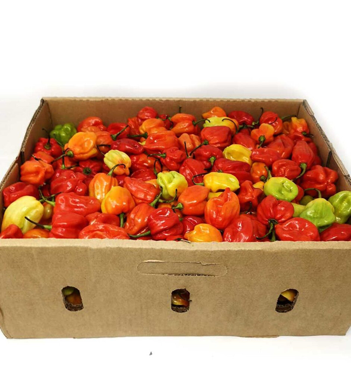 SCOTCH BONNET UGANDA ( ATA RODO) HOT PEPPER 4KG BOX