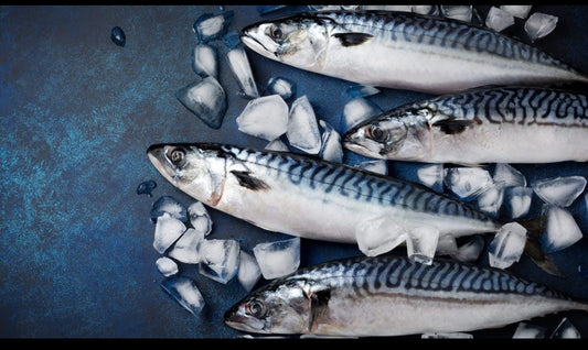 Frozen Titus Fish (Mackerel) – Large Size 500g+ | 20kg Catering Box | Premium Quality for African & Caribbean Cuisine