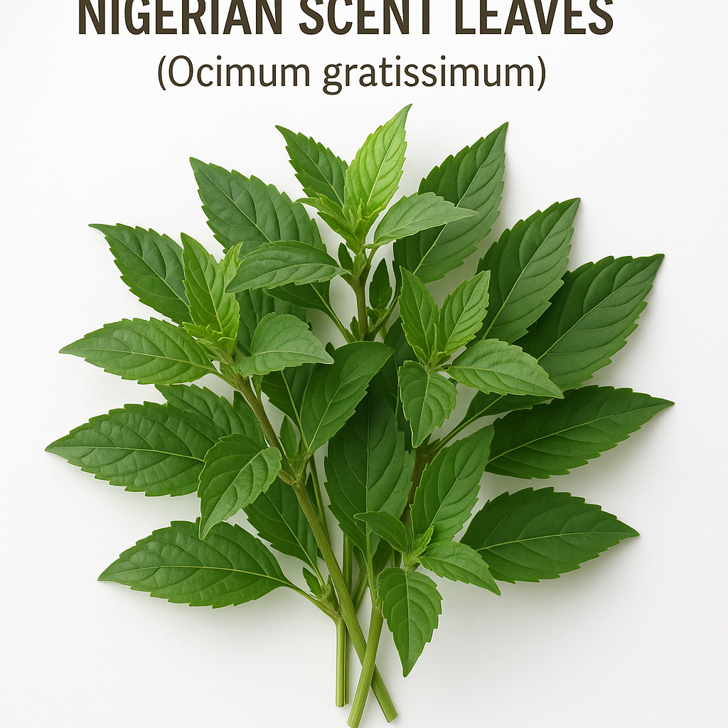 Organic Scent Leaves – Authentic Nigerian Herb for Soups & Stews