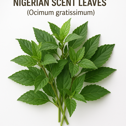Organic Scent Leaves – Authentic Nigerian Herb for Soups & Stews