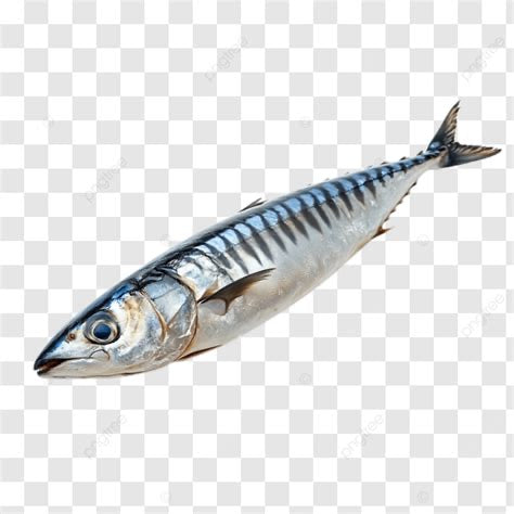 Frozen Titus Fish (Mackerel) – Large Size 500g+ | 20kg Catering Box | Premium Quality for African & Caribbean Cuisine