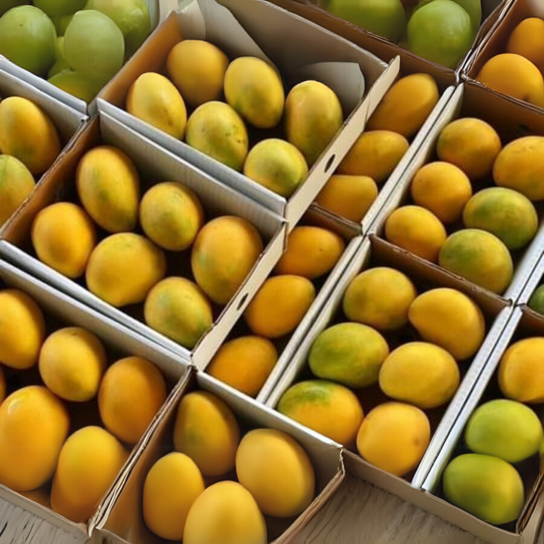 Fresh Mingolo Mango Dominican Republic Box