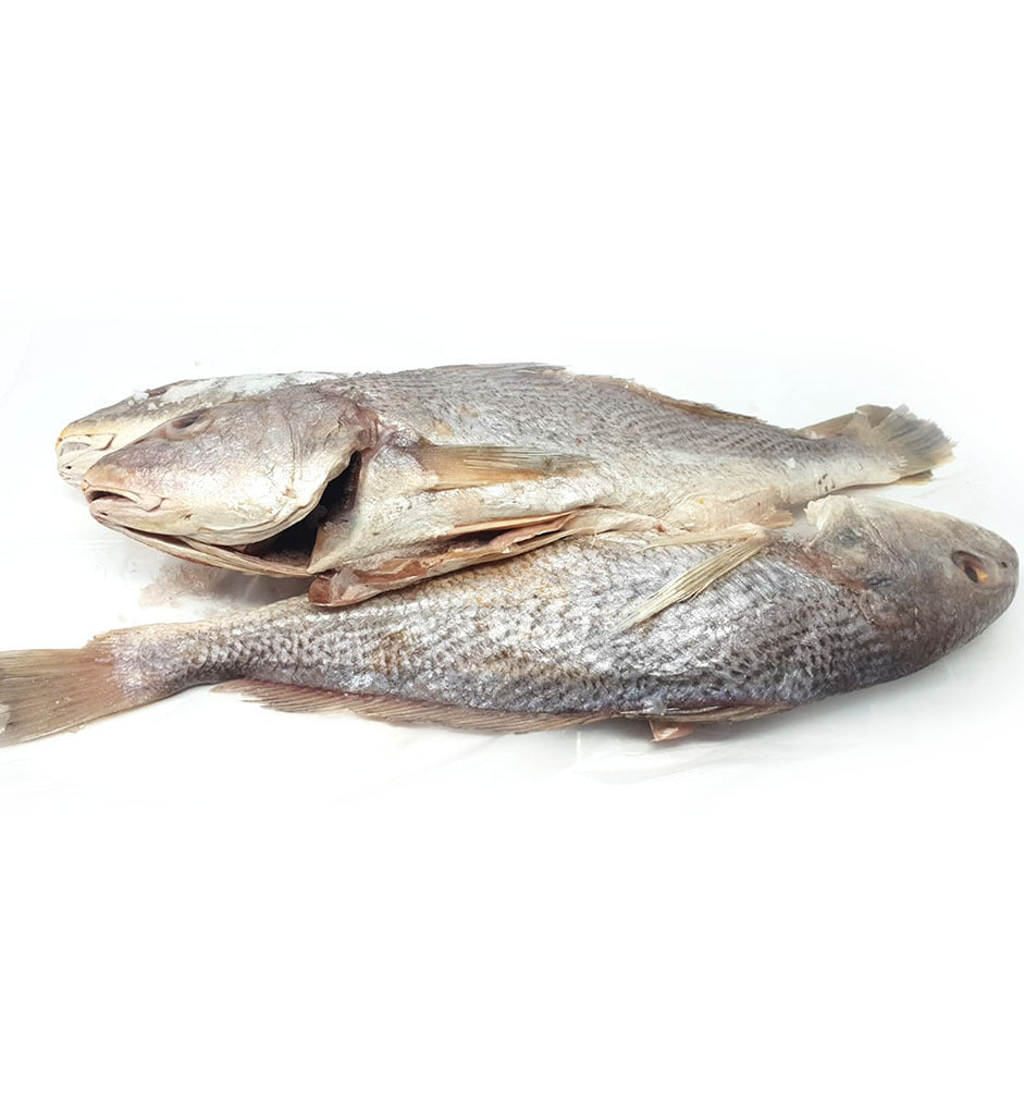 Croaker Fish