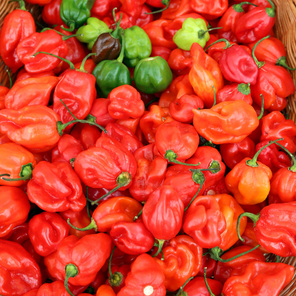 Hot Pepper (Scotch Bonnet) – Manha Mini Market