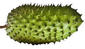 Soursop , Fresh Organic Soursop Fruits (Guanábana )